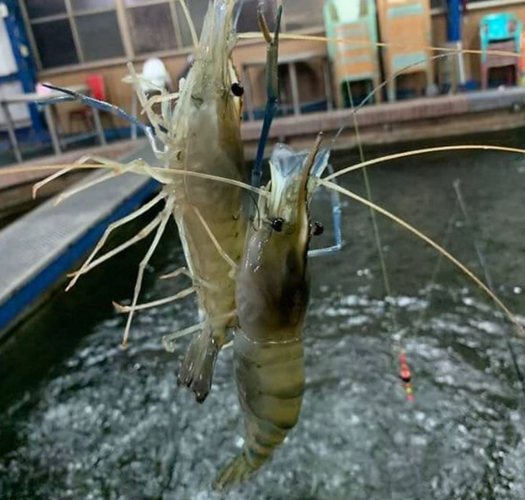 釣蝦技巧 釣蝦技巧