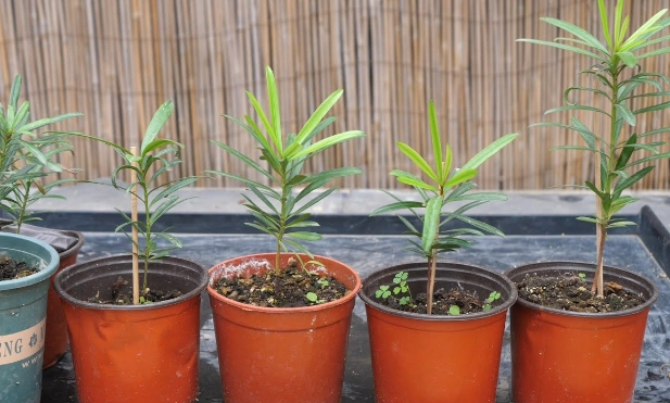 羅漢松幼苗照顧全攻略：避開新手常犯錯誤，輕鬆養出健康盆景