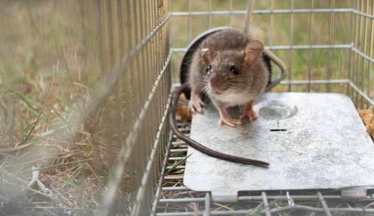 老鼠藥替代方案 老鼠藥替代方案