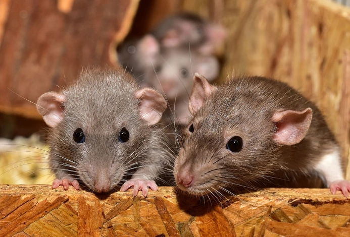 抓老鼠方法 抓老鼠方法