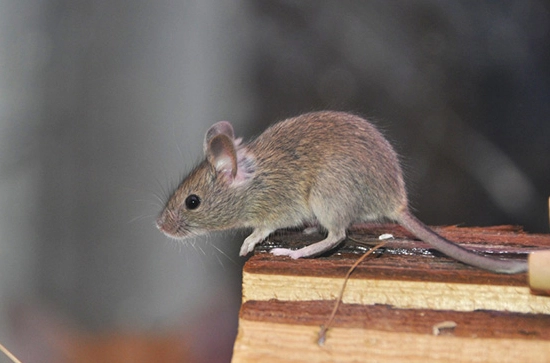居家防鼠 居家防鼠