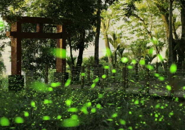 螢火蟲生態導覽 螢火蟲生態導覽