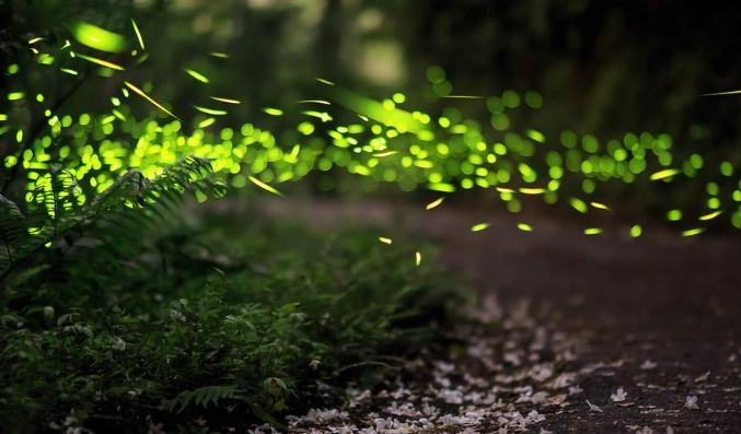 台灣螢火蟲景點 台灣螢火蟲景點