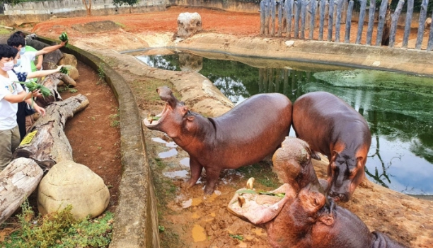 河馬餵食活動 河馬餵食活動