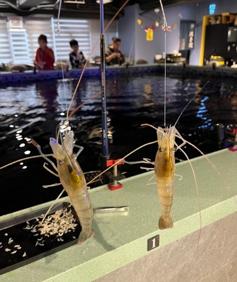 台灣釣蝦 台灣釣蝦