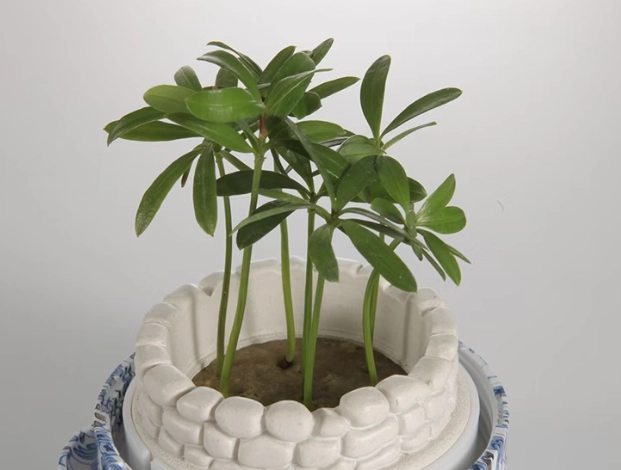 羅漢松 種植 羅漢松 種植