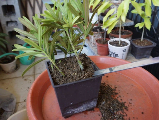 羅漢松 照顧 羅漢松 照顧