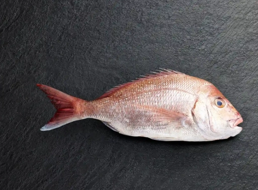 魚類冷藏期限 魚類冷藏期限