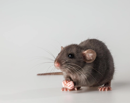 如何簡單抓老鼠：居家防鼠實用技巧與陷阱設置指南