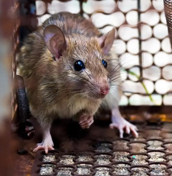居家防鼠 居家防鼠