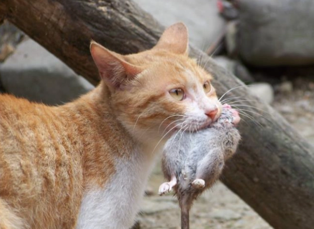 驅鼠技巧 驅鼠技巧