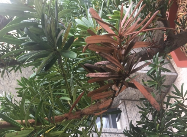 羅漢松葉枯病治療全攻略：診斷、用藥與預防實戰指南