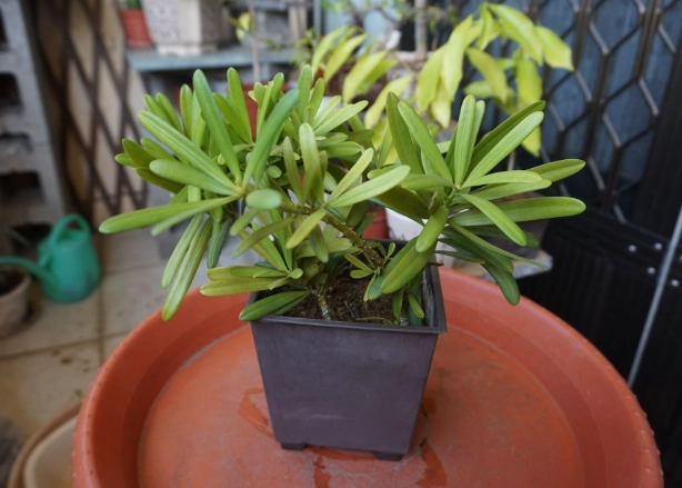 羅漢松 盆栽 羅漢松 盆栽