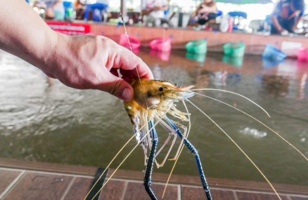 釣蝦技巧大公開：從新手到達人的實戰全攻略