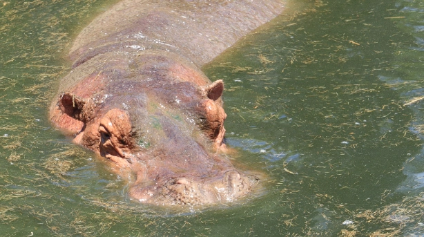 河馬餵食活動 河馬餵食活動