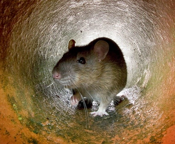 居家防鼠技巧 居家防鼠技巧