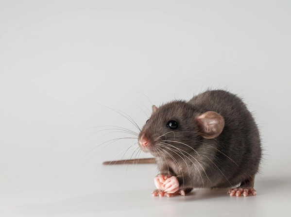 老鼠防治 老鼠防治