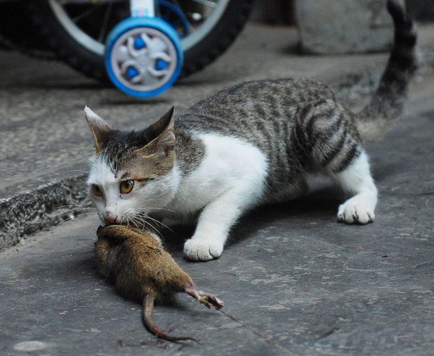 驅鼠技巧 驅鼠技巧