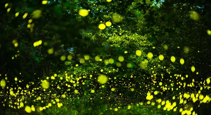 螢火蟲生態導覽 螢火蟲生態導覽