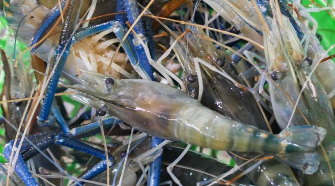 釣蝦場技巧全攻略：從零開始成為高手，避開新手常犯的三大錯誤