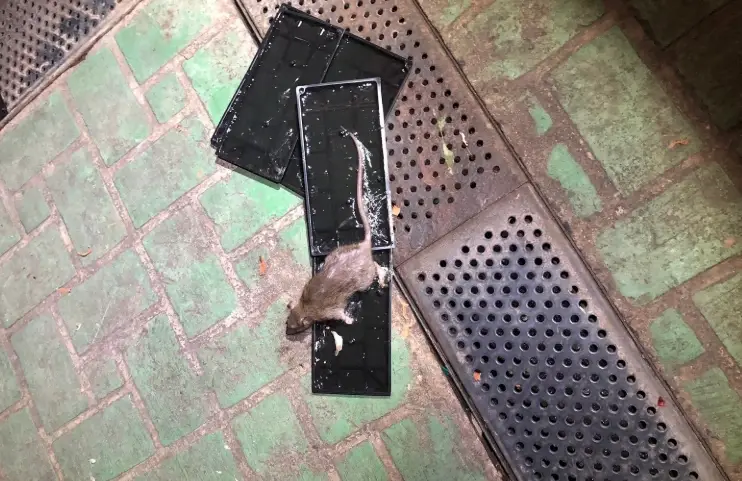 捕鼠器怎麼用 捕鼠器怎麼用