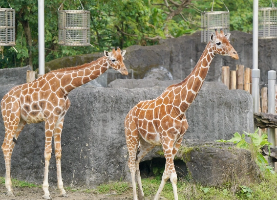 台北農場親子遊玩全攻略：帶孩子體驗自然樂趣的最佳去處