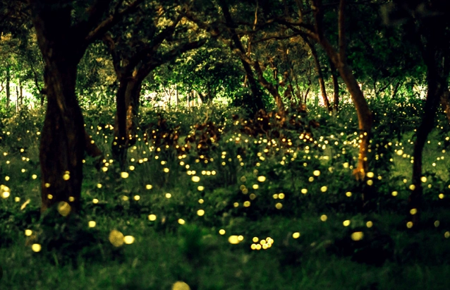 螢火蟲一日遊完整指南：行程規劃、景點推薦與實用貼士