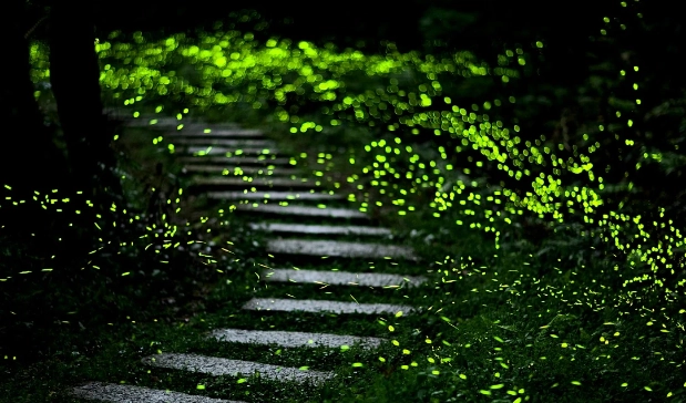 觀賞螢火蟲季節 觀賞螢火蟲季節