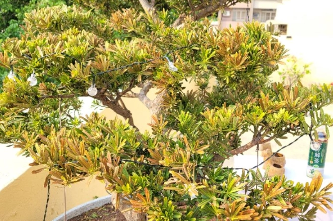 羅漢松病害防治