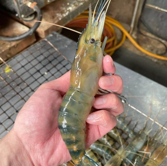 釣蝦教學 釣蝦教學