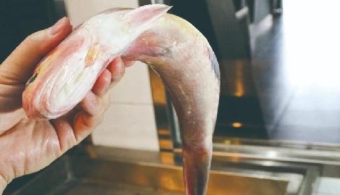 新鮮魚保存終極指南：從市場到餐桌的保鮮秘訣