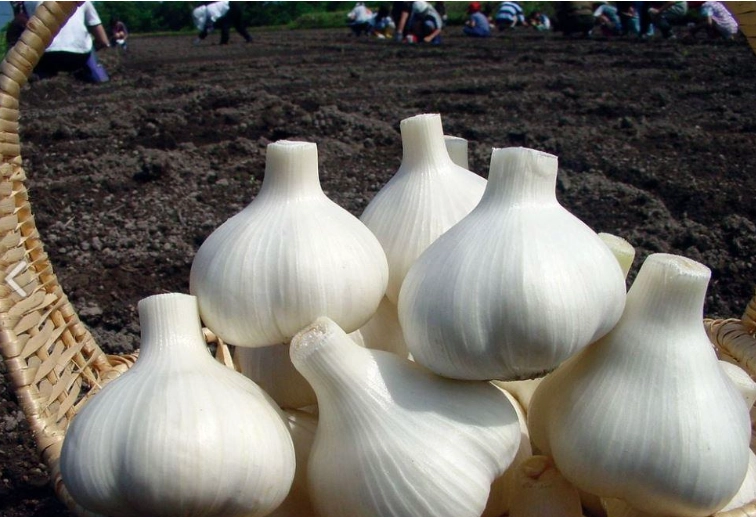 蒜頭健康益處 蒜頭健康益處