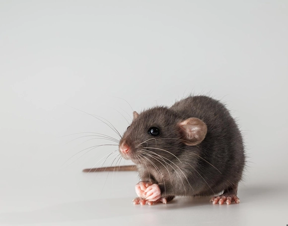 預防老鼠入屋 預防老鼠入屋