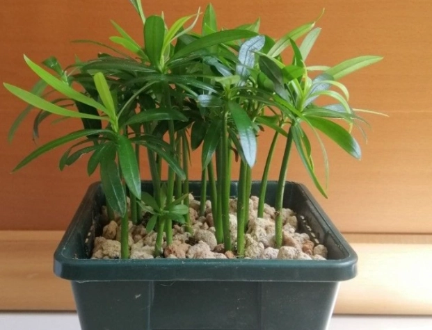 羅漢松 盆栽 羅漢松 盆栽