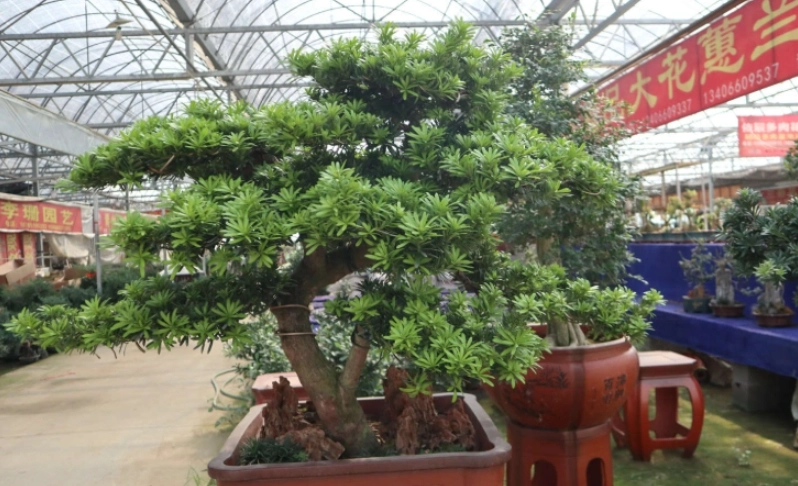 羅漢松照顧 羅漢松照顧