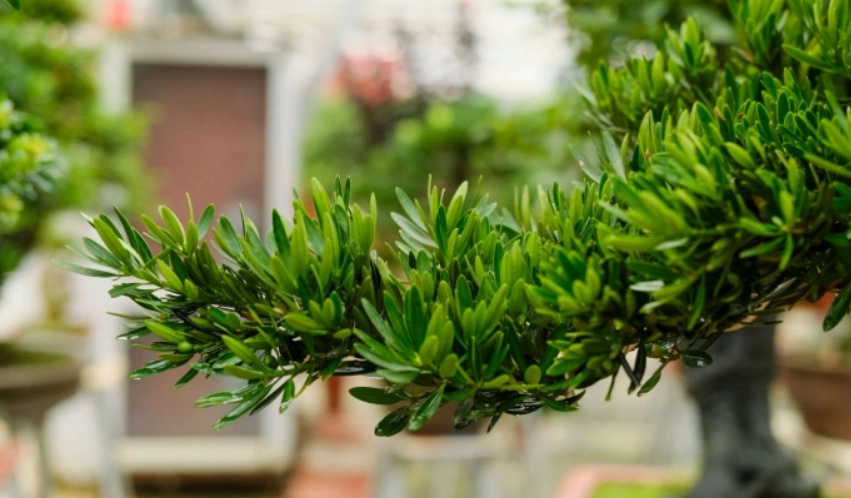 羅漢松修剪方法 羅漢松修剪方法