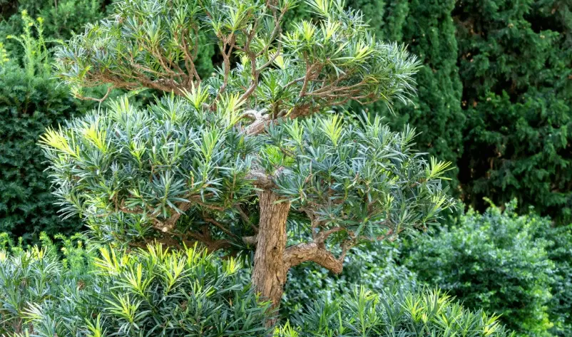 羅漢松修剪季節全攻略：最佳時機、技巧與常見錯誤解析