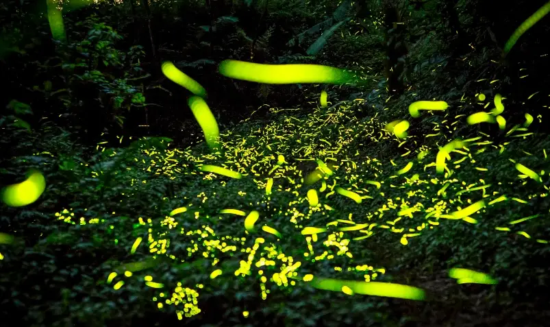 螢火蟲攝影技巧