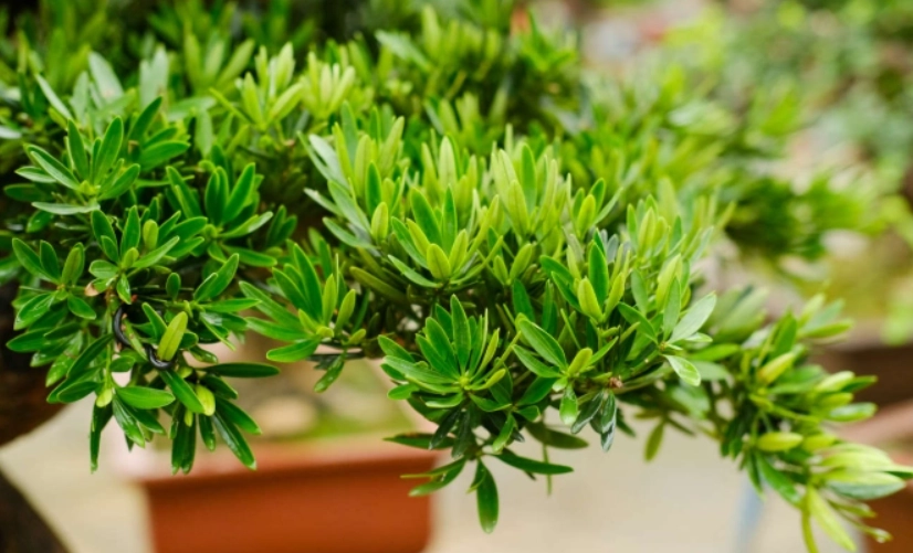 羅漢松照顧 羅漢松照顧