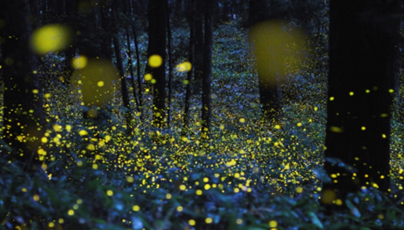 螢火蟲攝影技巧