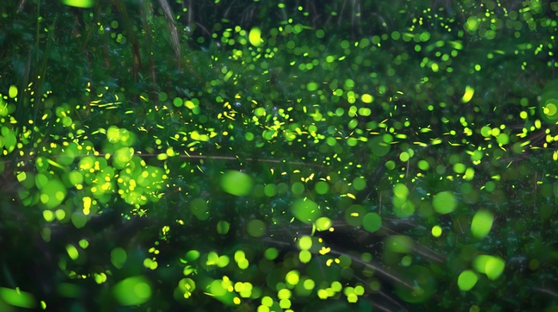 螢火蟲拍攝設定