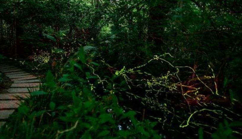 台北螢火蟲 景點 台北螢火蟲 景點