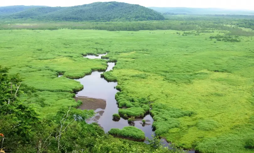 釧路濕原