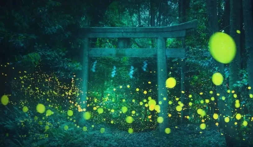 螢火蟲拍攝地點