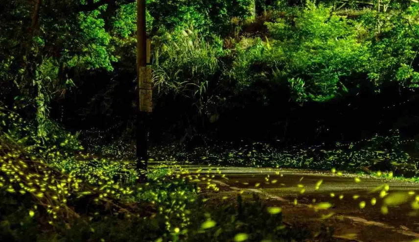 日月潭賞螢地點 日月潭賞螢地點