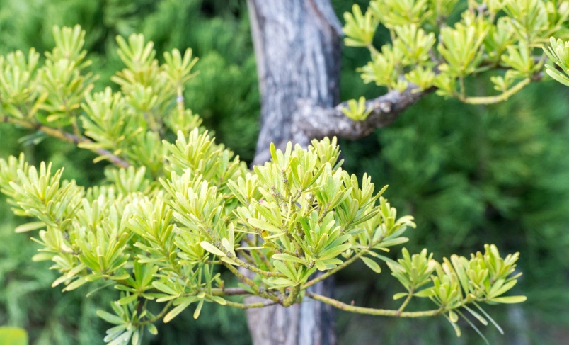 羅漢松修剪方法 羅漢松修剪方法