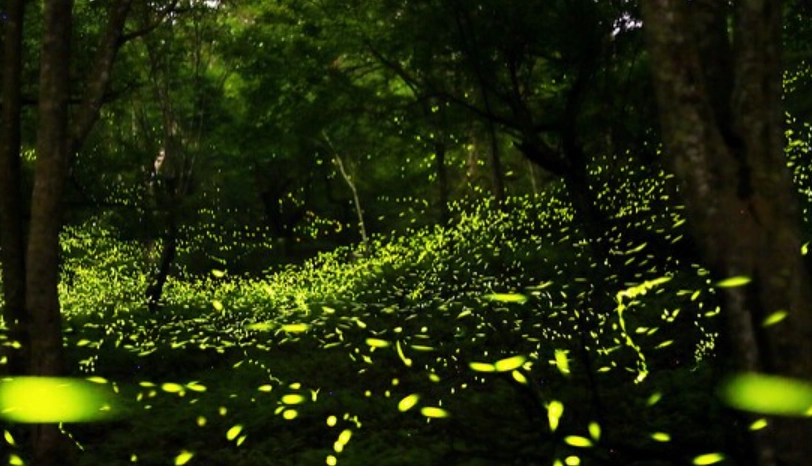 大安森林公園 生態 大安森林公園 生態