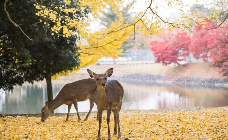京都大阪奈良必去 京都大阪奈良必去