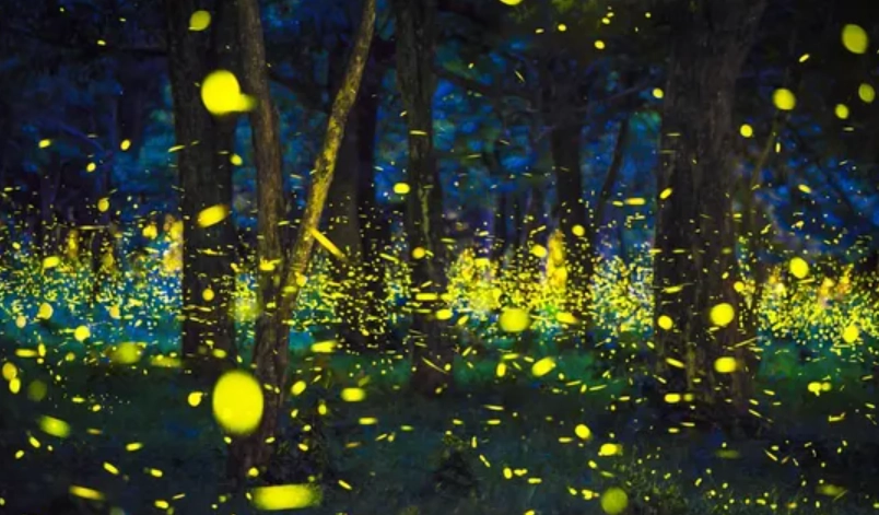 大安森林公園螢火蟲觀賞全攻略：數量、季節、地點一次看懂