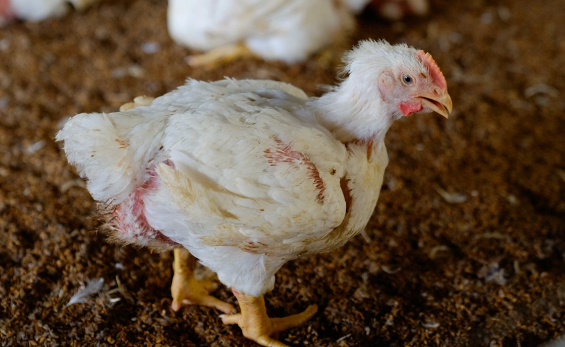 白肉雞選購與烹飪終極指南：專家教你做出鮮嫩雞肉